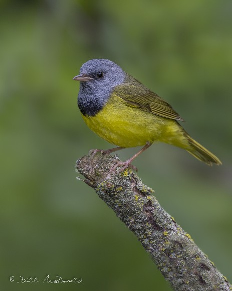 Mourning Warbler