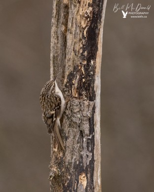 Brown Creeper feb07.JPG