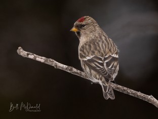 Common Redpoll 2A- Jan02.JPG