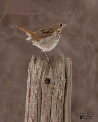 Hermit Thrush 1a feb05.JPG