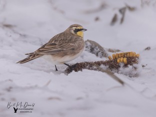 Horned Lark - Jan 24.JPG