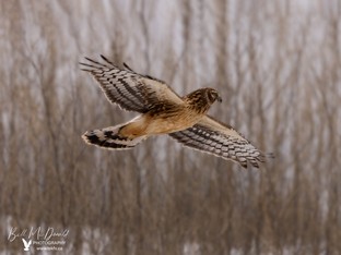 Northern Harrier feb07.JPG