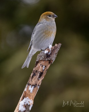 Pine Grosbeak (F) - Jan02.JPG