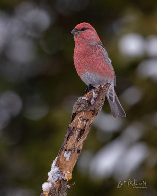 Pine Grosbeak (M)- Jan02.JPG
