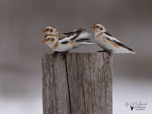 Snow Buntings feb07.JPG