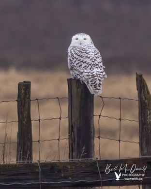 Snowy Owl - Jan18.JPG