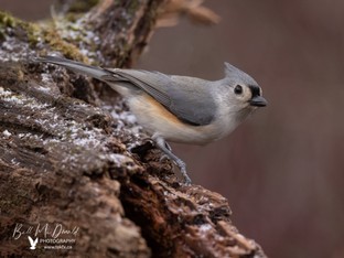 Tufted Titmouse - Jan07.JPG