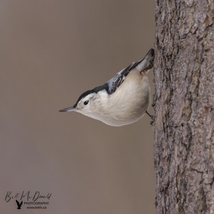 White-breasted Nuthatch - Jan30.JPG