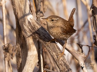 Winter Wren feb08.JPG